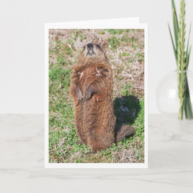 Groundhog Kort (Framsida)