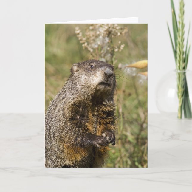 Groundhog Kort (Framsida)
