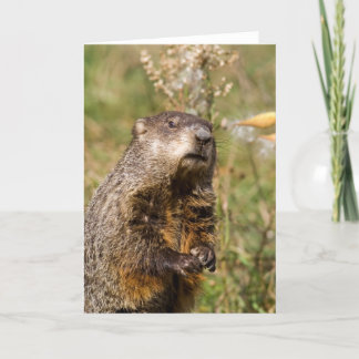 Groundhog Kort