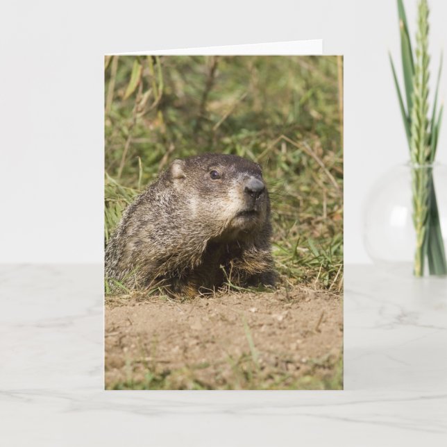 Groundhog Kort (Framsida)