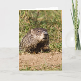 Groundhog Kort
