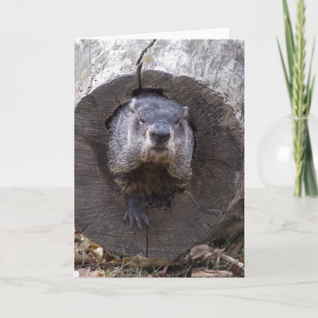 Groundhog Kort (Framsida)
