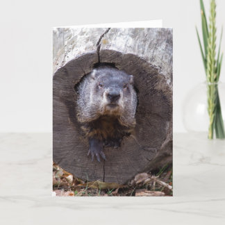 Groundhog Kort
