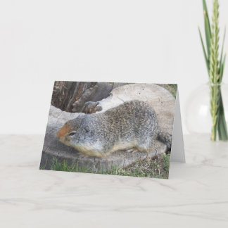 Groundhog-kort Kort