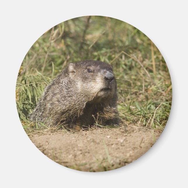 Groundhog Magnet (Framsidan)