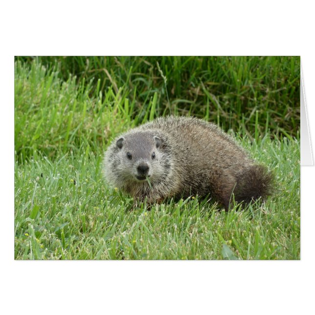 Groundhog OBS Kort (Framsidan Horizontal)