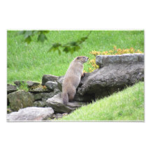 Groundhog on Sten Photo Print Poster