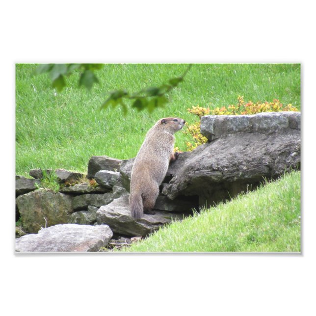 Groundhog on Sten Photo Print Poster (Framsidan)