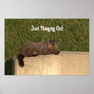 Groundhog på en väggPoster Poster
