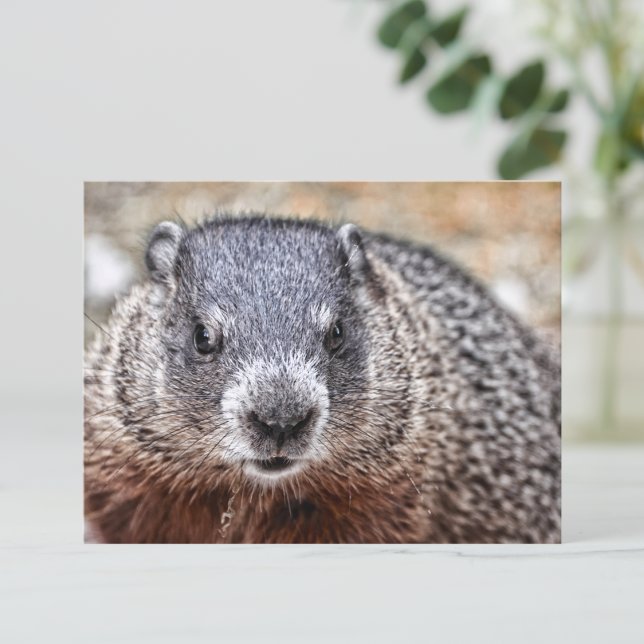 Groundhog Porträtt Vykort (Skapare uppladdad)