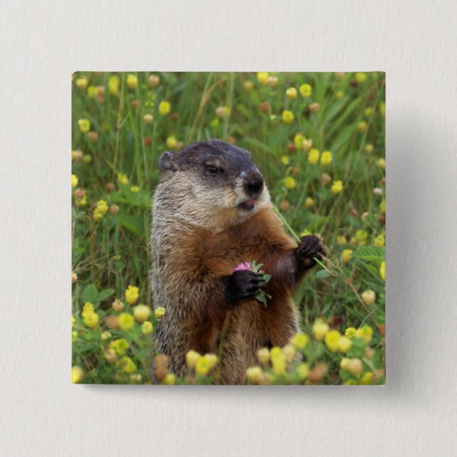 Groundhog Pose Knapp (Framsida)