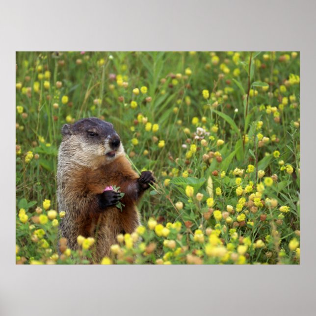 Groundhog Pose Poster (Framsidan)