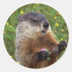 Groundhog poserar den mer nära klistermärken -