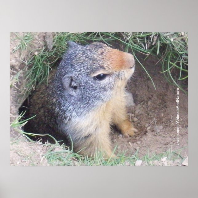 Groundhog Poster (Framsidan)