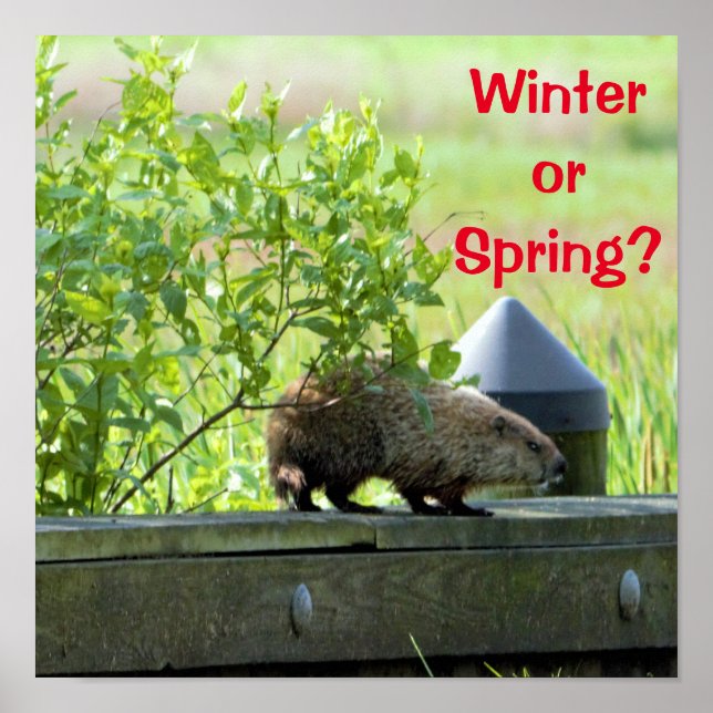 Groundhog Poster (Framsidan)