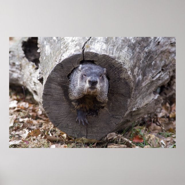 Groundhog Poster (Framsidan)