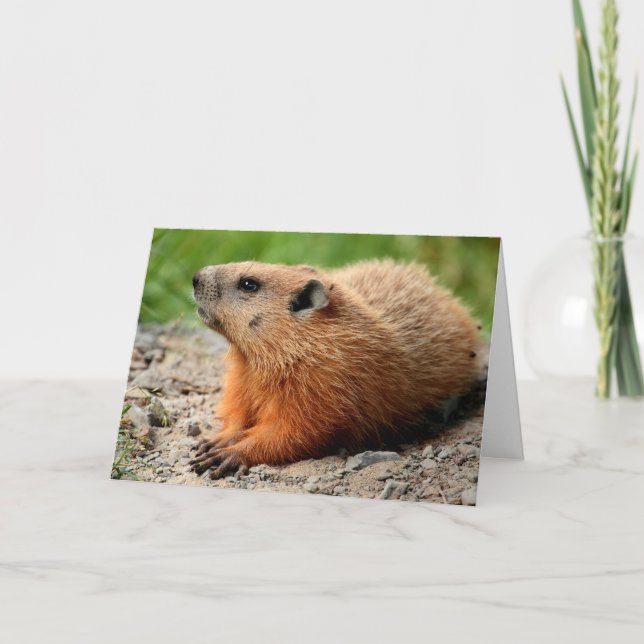Groundhog Profile Kort (Framsida)
