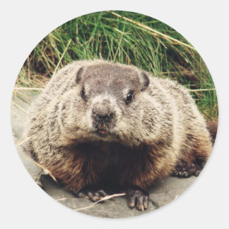 Groundhog Runt Klistermärke
