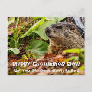 Groundhog Springtime Vykort