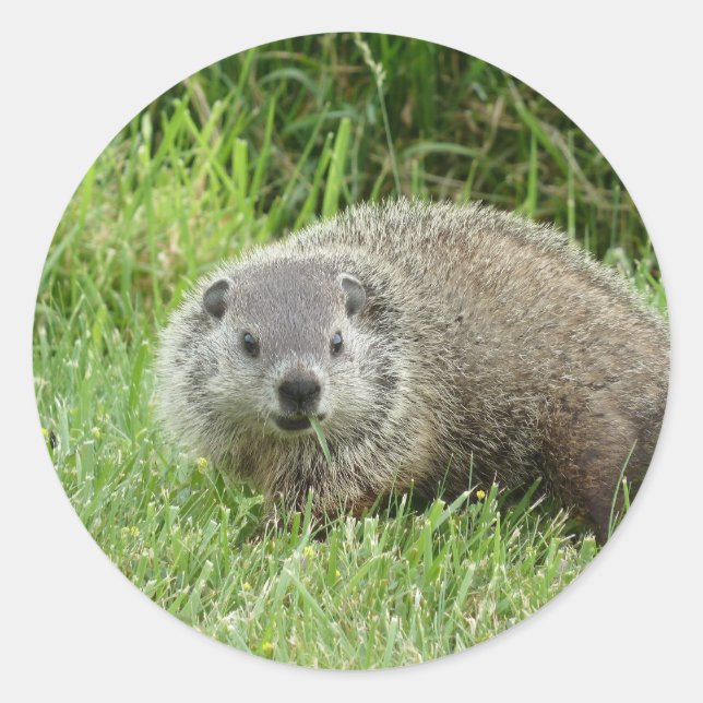Groundhog Sticker Runt Klistermärke (Framsida)