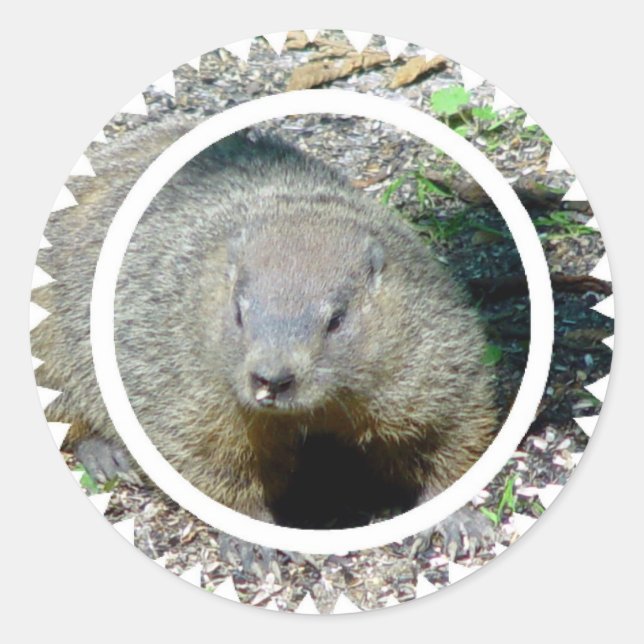 Groundhog Stickers Runt Klistermärke (Framsida)
