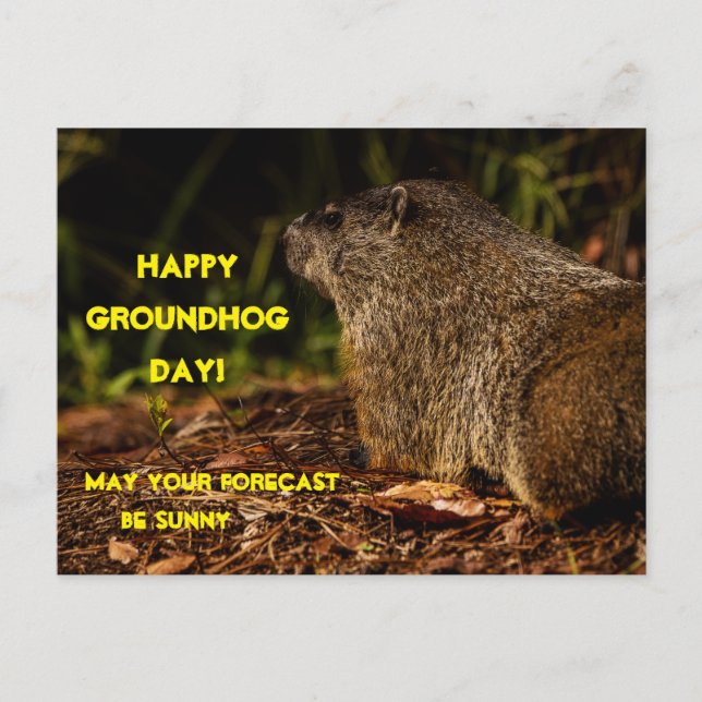Groundhog Sunny Vykort (Framsida)