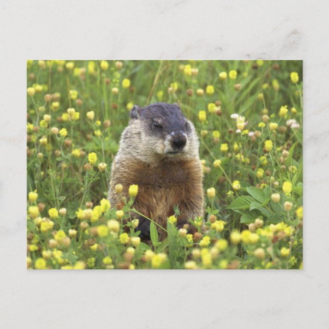 Groundhog Vykort (Framsida)