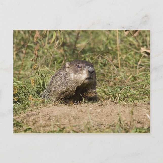 Groundhog Vykort (Framsida)