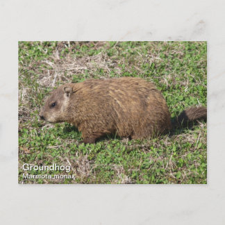 Groundhog Vykort