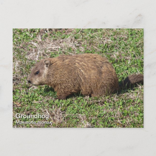 Groundhog Vykort (Framsida)