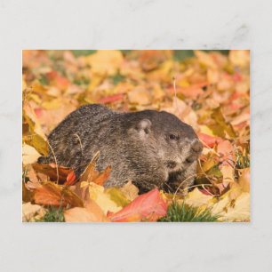 Groundhog Vykort