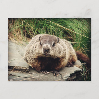 Groundhog Vykort
