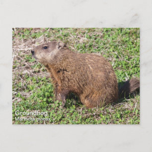 Groundhog Vykort