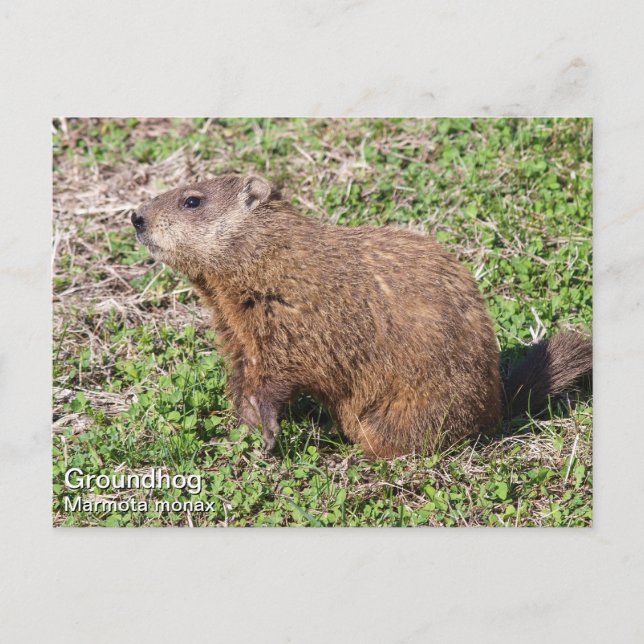 Groundhog Vykort (Framsida)