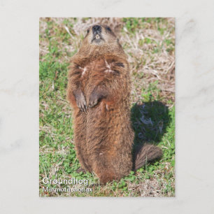 Groundhog Vykort