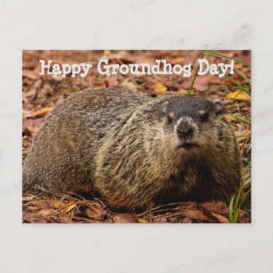 Groundhog Vykort