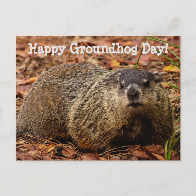Groundhog Vykort (Framsida)