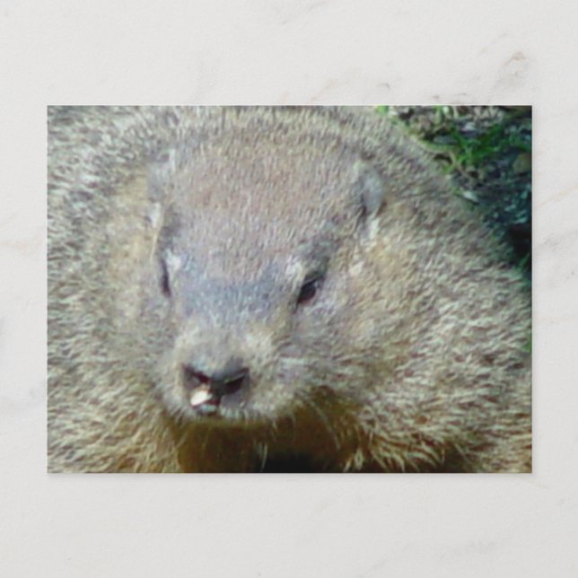Groundhog-vykort Vykort (Framsida)