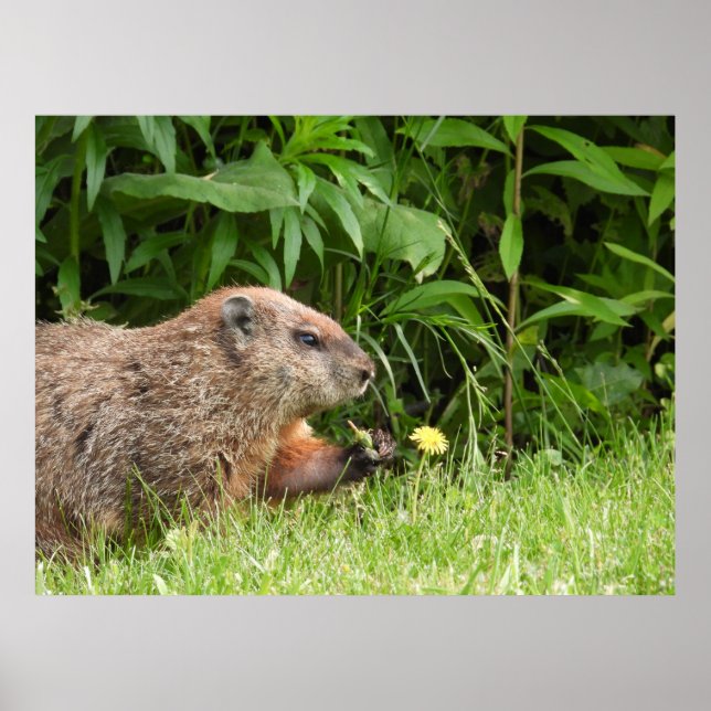 Groundhog/Woodchuck Holding a Dandelion Poster (Framsidan)