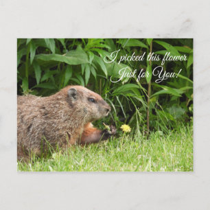 Groundhog/Woodchuck levererar blomma Vykort