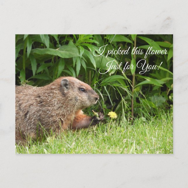Groundhog/Woodchuck levererar blomma Vykort (Framsida)