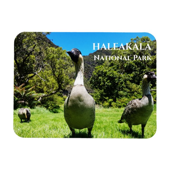 Group Nēnē, Haleakalā National Park, Maui, HI Magnet (Horisontell)