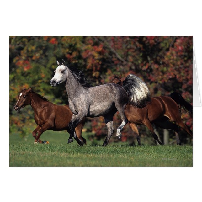 Group of Arab Horses Running Hälsningskort (Framsidan Horizontal)