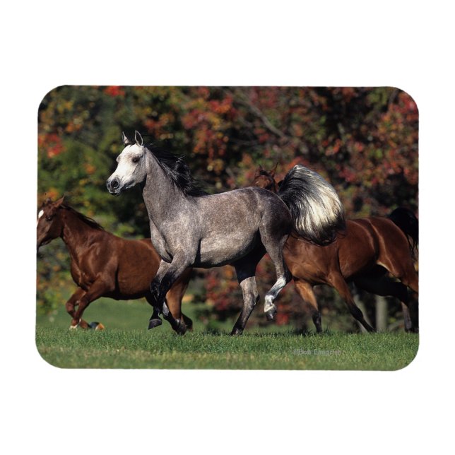 Group of Arab Horses Running Magnet (Horisontell)