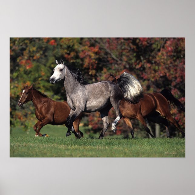 Group of Arab Horses Running Poster (Framsidan)