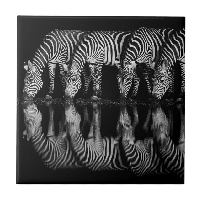 Group of Plains Zebra Drink Together at Night Kakelplatta (Framsidan)