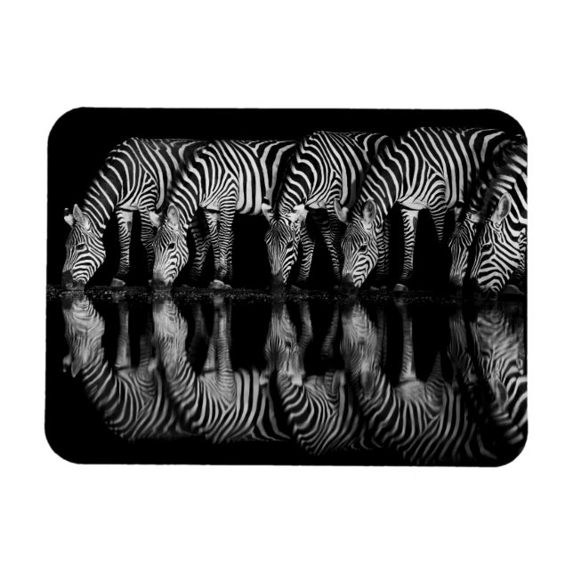 Group of Plains Zebra Drink Together at Night Magnet (Horisontell)