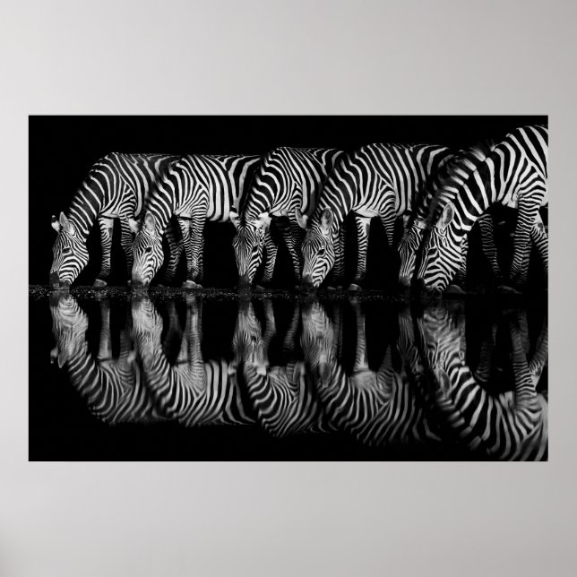 Group of Plains Zebra Drink Together at Night Poster (Framsidan)