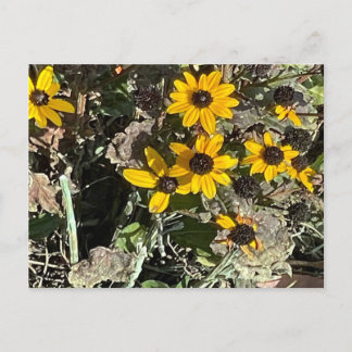 Group of Yellow Flowers Postcard Vykort