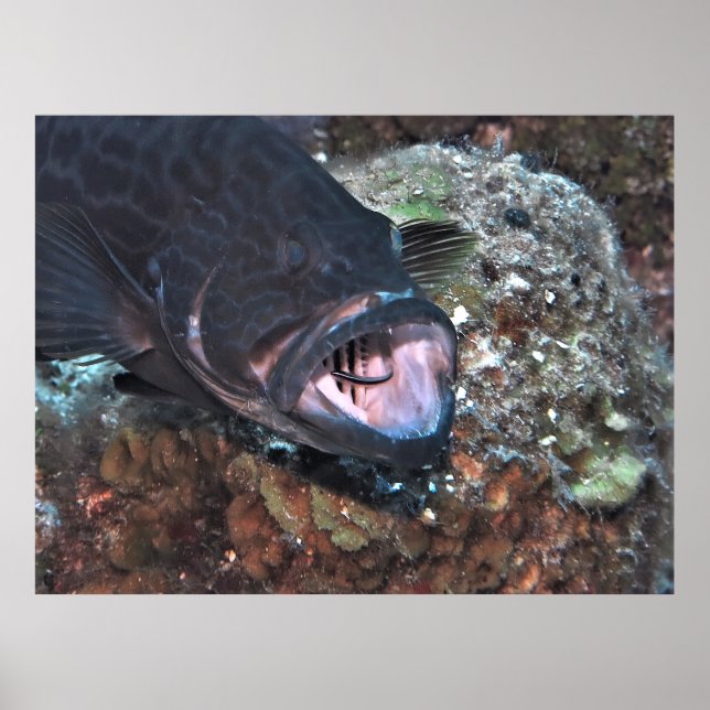 Grouper Oral Hygiene Poster (Framsidan)